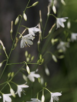 Anthericum ramosum · šakotasis šiaudenis