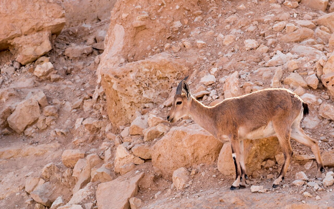 Capra ibex nubiana · nubinis ožys
