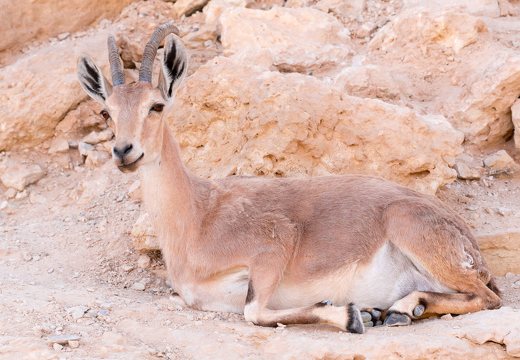 Capra ibex nubiana · nubinis ožys 