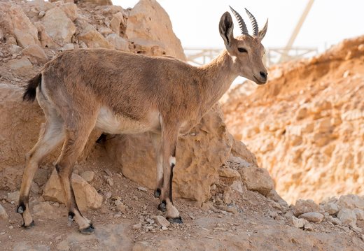 Capra ibex nubiana · nubinis ožys 
