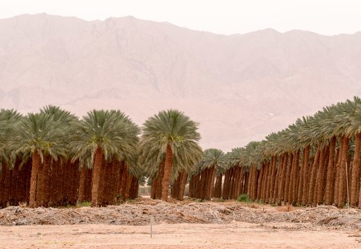 Eilat · date palm plantation