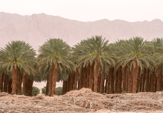 Eilat · date palm plantation