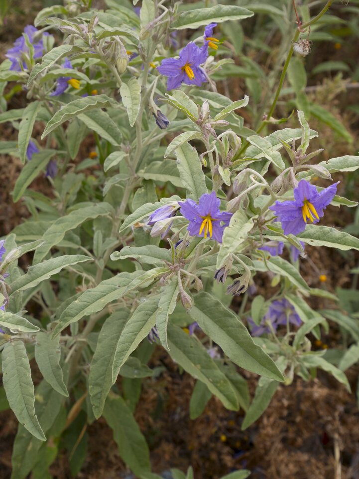 Solanum-elaeagnifolium-P1030285.jpg