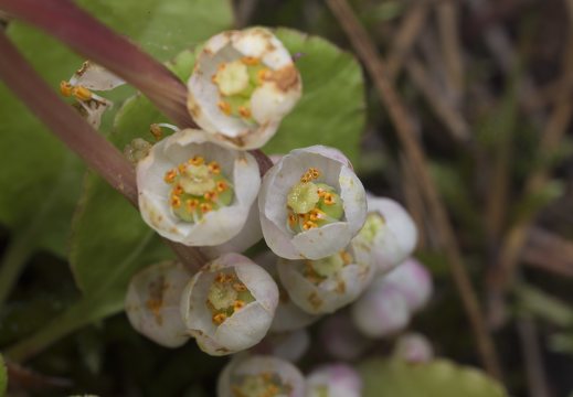 Pyrola media flower · vidutinioji kriaušlapė, žiedynas