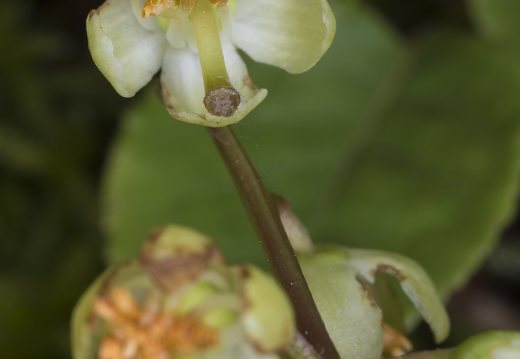 Pyrola chlorantha flowers · žalsvažiedė kriaušlapė, žiedai