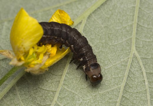 Eupsilia transversa caterpillar · plėšrusis vėlyvis, vikšras