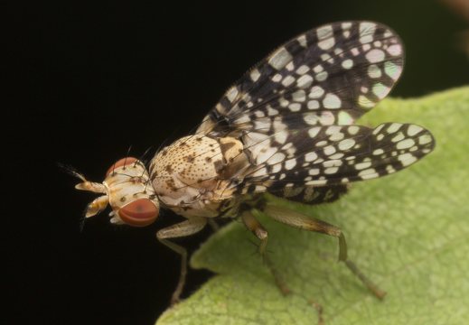 Trypetoptera punctulata · sraigžudė