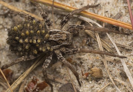 Alopecosa fabrilis female with spiderlings · didysis pleištavoris ♀