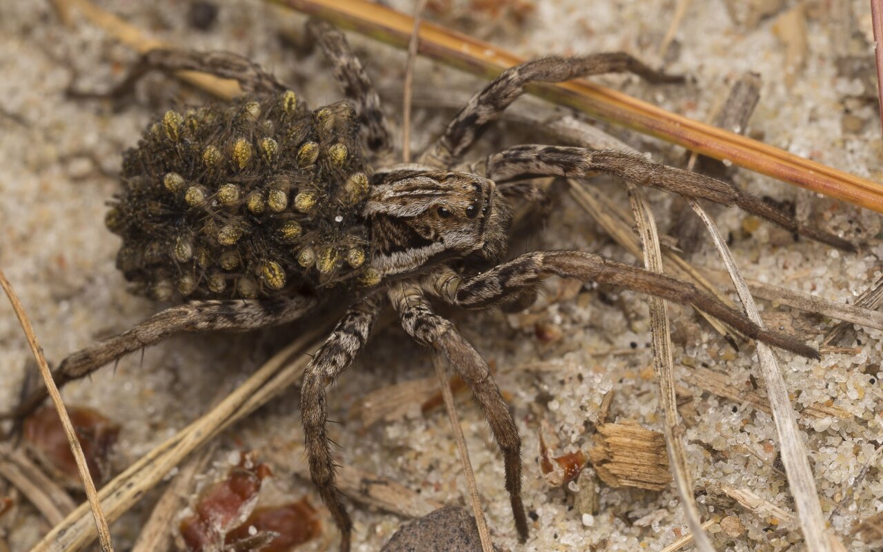 4747-Alopecosa-fabrilis-female-with-spiderlings.jpg