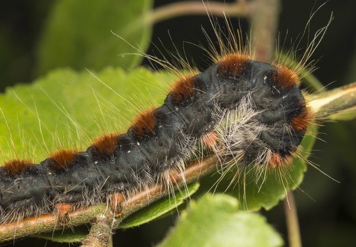 Eriogaster lanestris caterpillar · pūkapilvis verpikas, vikšras 
