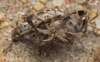 Bothynoderes affinis mating · skersadryžis runkelinis straubliukas poruojasi