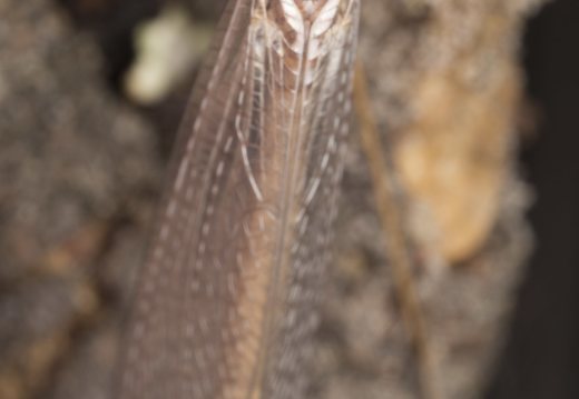 Myrmeleon formicarius · paprastasis skruzdžių liūtas