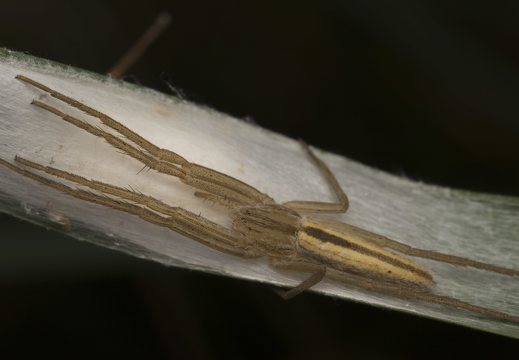 Tibellus oblongus · ilgapilvis laibavoris