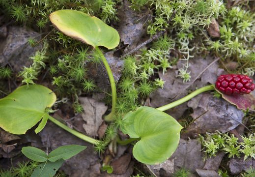 Calla palustris · pelkinis žinginys