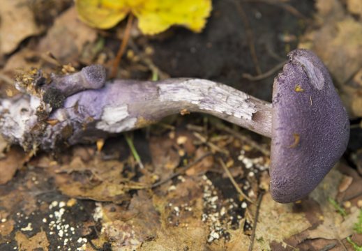 Cortinarius violaceus · violetinis nuosėdis