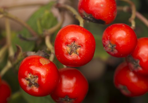 Sorbus aucuparia fruits · paprastasis šermukšnis, vaisiai