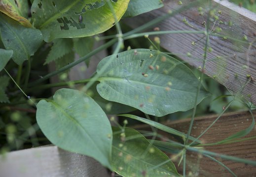 Alisma plantago-aquatica · gyslotinis dumblialaiškis