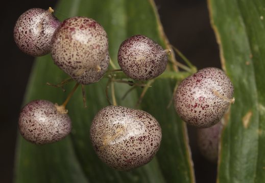 Maianthemum bifolium fruits · dvilapė medutė, vaisiai