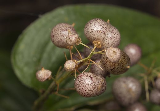 Maianthemum bifolium fruits · dvilapė medutė, vaisiai
