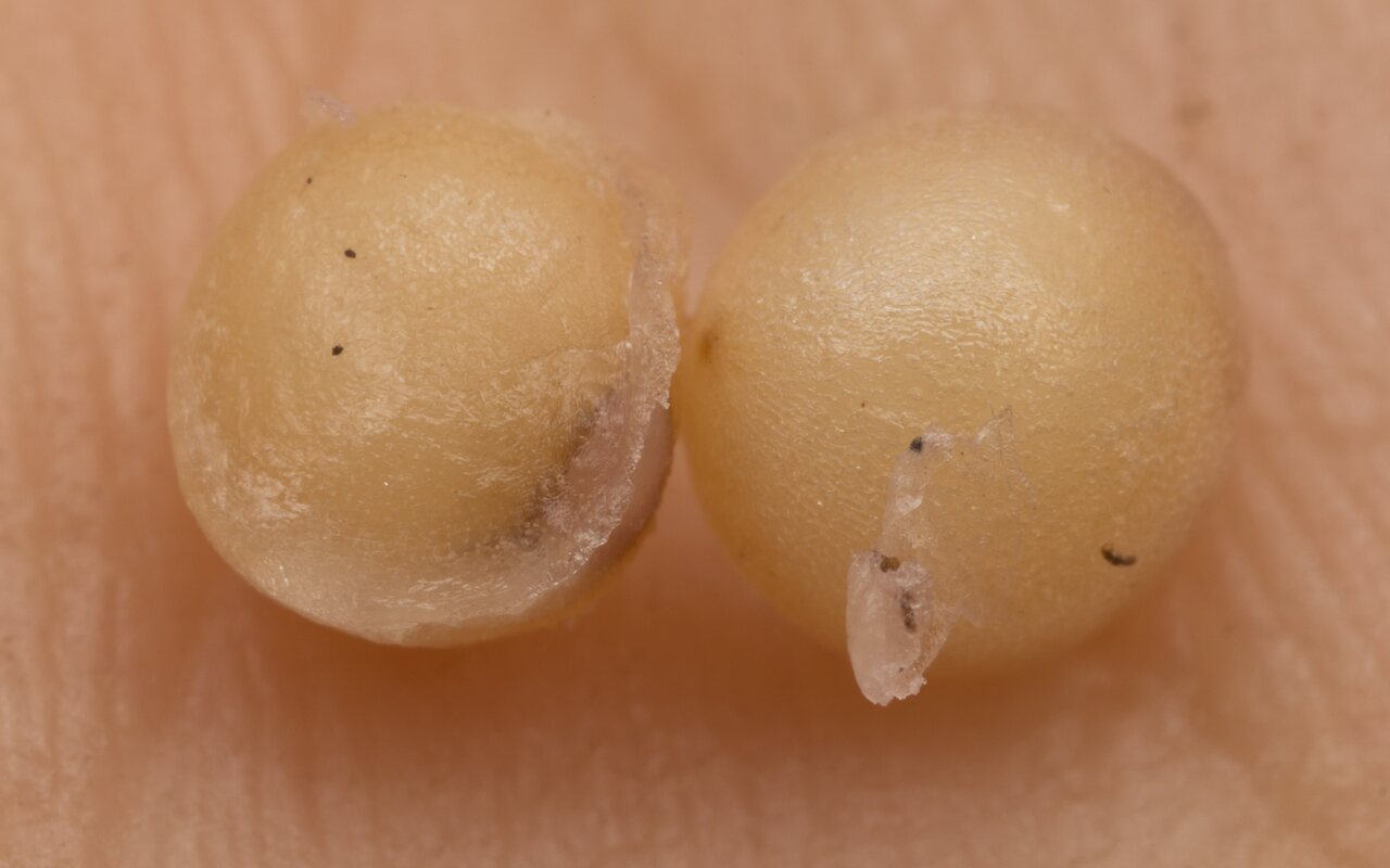 Maianthemum bifolium seeds · dvilapė medutė, sėklos