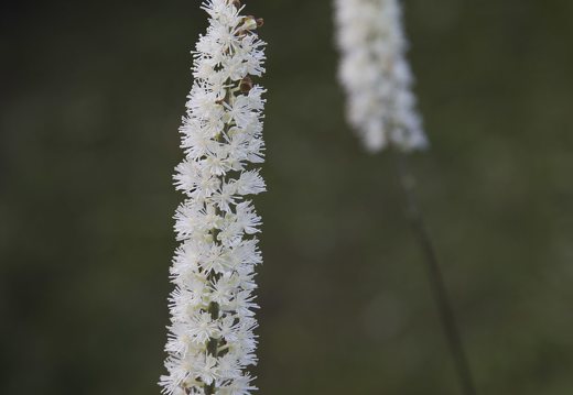 Actaea racemosa · kekinė juodžolė
