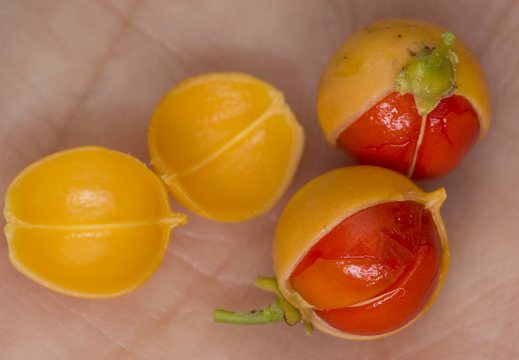 Celastrus orbiculatus fruits · apskritalapis smaugikas, vaisiai