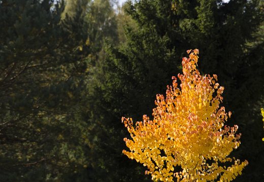 medelis geltonais lapais · beveik šviečia