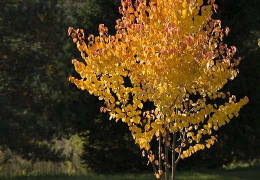 medelis geltonais lapais · beveik šviečia