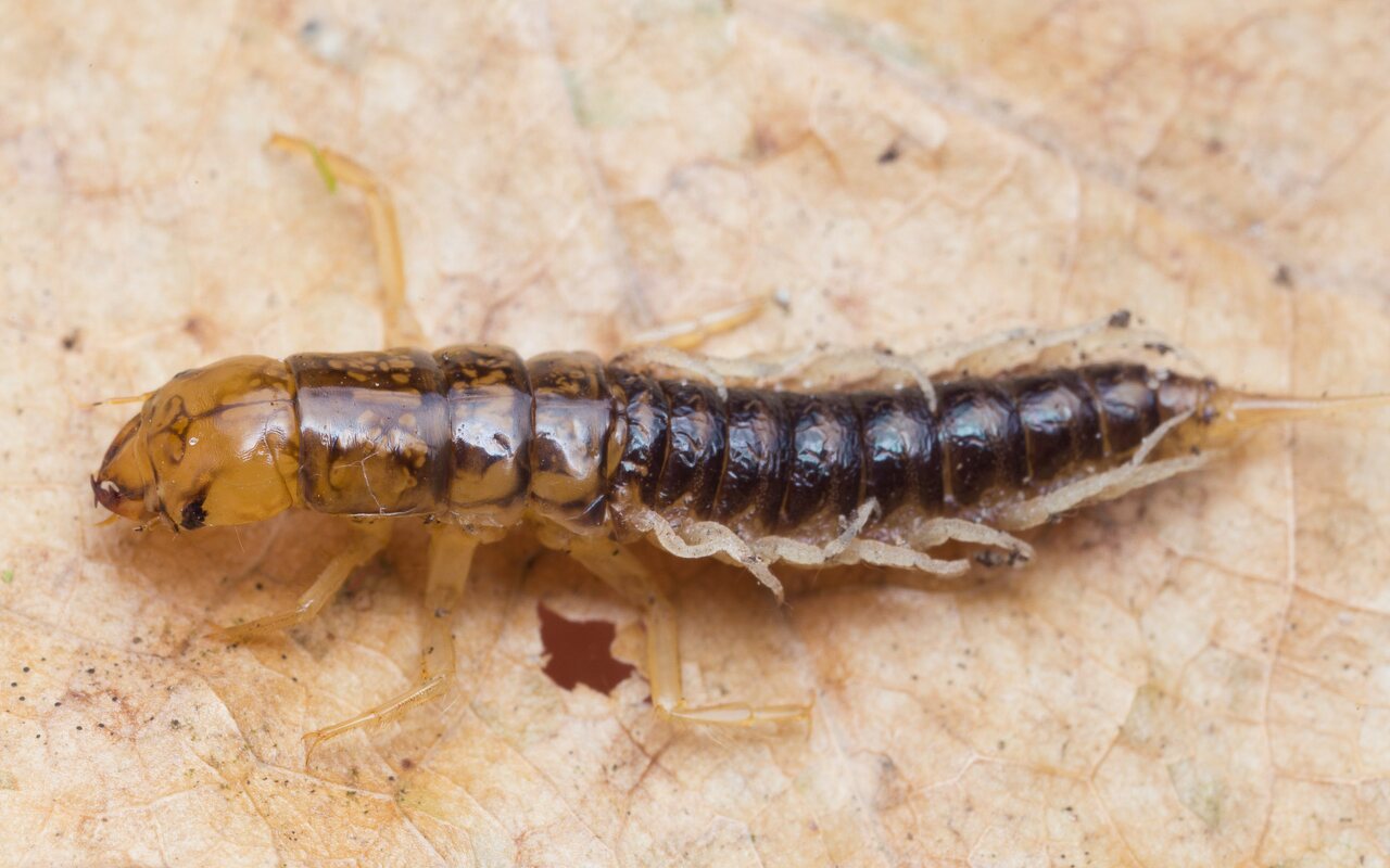 Sialis lutaria larva · paprastasis kabasparnis, lerva