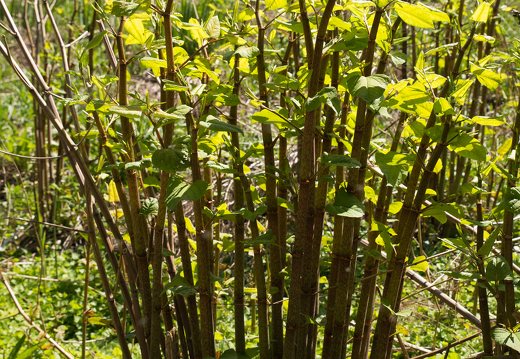 Reynoutria japonica · japoninė reinutrė