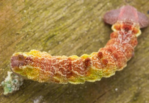 Geometra papilionaria caterpillar · didysis žaliasprindis, vikšras