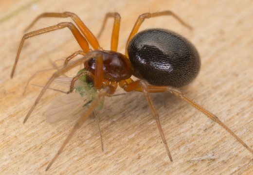 Lasaeola tristis female · plaukuotasis skruzdėvoris ♀