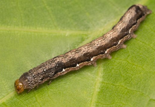 Anorthoa munda caterpillar · rusvasis ankstyvasis pelėdgalvis, vikšras