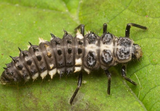 Calvia quatuordecimguttata larva · keturiolikadėmė boružė, lerva