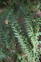 Filipendula vulgaris · pievinė vingiorykštė 8434