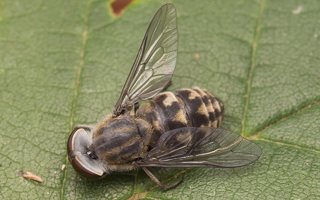 Tabanidae · sparvos