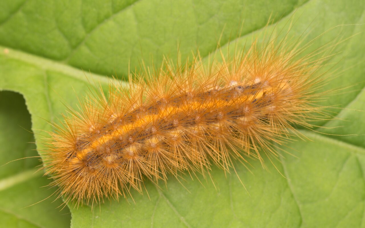 Phragmatobia fuliginosa caterpillar · rudoji meškutė, vikšras