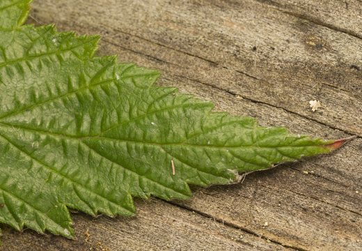 Filipendula ulmaria leaf · pelkinė vingiorykštė, lapas