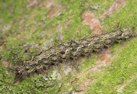 Atolmis rubricollis caterpillar · raudonkaklė meškutė, vikšras