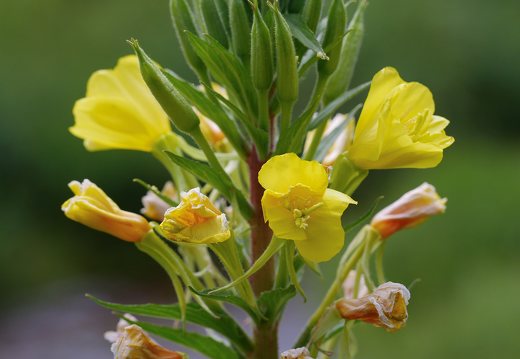 Oenothera biennis · dvimetė nakviša