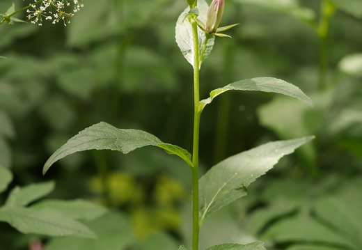 Campanula latifolia · plačialapis katilėlis