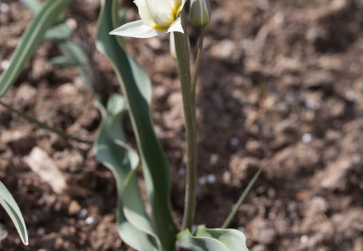 Tulipa biflora · dvižiedė tulpė