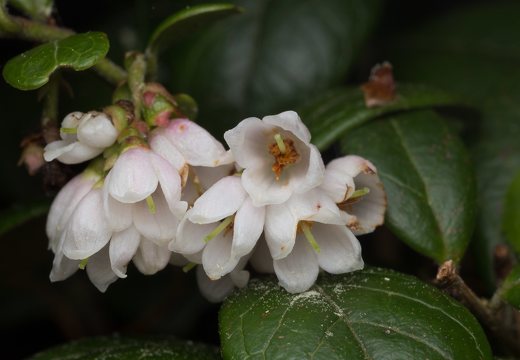 Vaccinium vitis-idaea flowers · bruknė