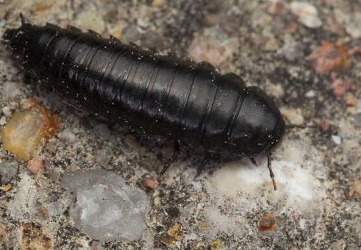 Carabidae larva · žygio lerva