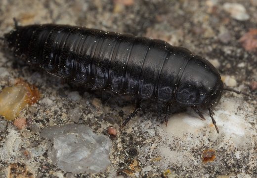 Carabidae larva · žygio lerva