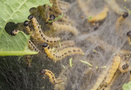 Yponomeuta evonymella caterpillars · ievinė kandis, vikšrai