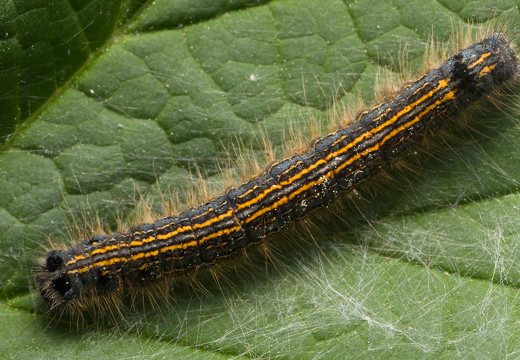 Malacosoma neustria caterpillar · žieduotasis verpikas, vikšras