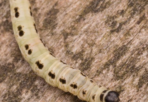 Yponomeuta evonymella caterpillar · ievinė kandis, vikšras