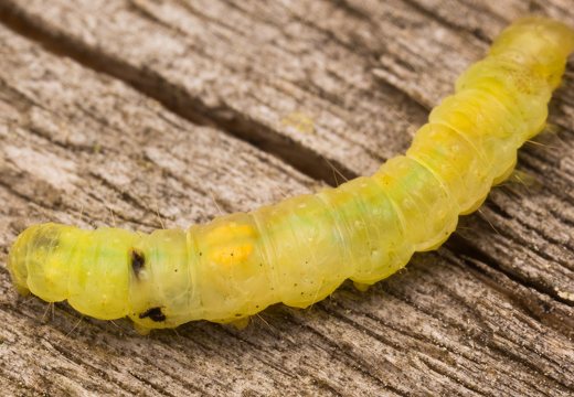 Tortricidae caterpillar · lapsukio lerva