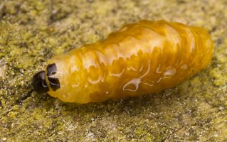 Stereonychus fraxini larva · straubliuko lerva